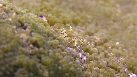 three-holthuis-anemone-shrimps-feeding-side-by-side-in-a-mushroom-coral,-close-up-shot-during-day