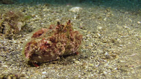 box-crab-slowly-walks-forward-on-sandy-bottom,-starts-to-dig-in,-medium-underwater-shot-during-daylight