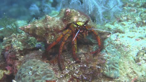 white-spotted-hermit-crab-on-coral-block-foraging-on-algae-during-day,-medium-shot-showing-all-body-parts