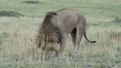 couple-of-lions-during-courtship:-male-stretching-body-next-to-female-laid-down-in-dry-grass,-sniffing-her-urine
