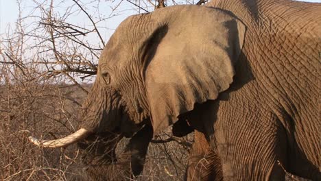 Männlicher-Afrikanischer-Elefant,-Der-Sich-Von-Trockenen-Büschen-Ernährt,-Indem-Er-Mit-Seinem-Rüssel-Zweige-In-Den-Mund-Stopft