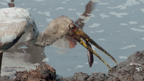 yellow-billed-stork-tries-to-to-devour-a-catfish-whole-in-a-muddy-pond-in-Africa