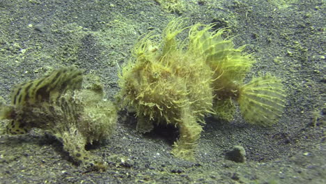 male-hairy-frogfish-walking-sidewards-in-front-of-female-which-is-significantly-bigger,-medium-shot-on-sandy-bottom-during-day