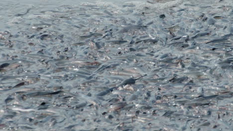 almost-dried-up-pond-with-thousands-of-catfish-wriggling-and-fighting-for-theirs-lives,-close-up-shot-during-daylight-in-Africa