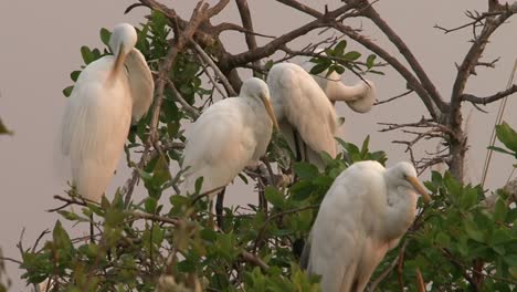 five-great-egrets-rest-on-a-tree-in-evening-light-and-clean-their-plumage,-medium-to-close-up-shot