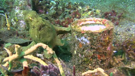 green-giant-frogfish-waiting-motionless-for-its-prey-next-to-a-tin-can-overgrown-with-algae,-medium-to-long-shot