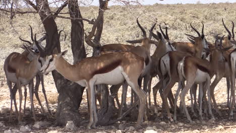 small-herd-of-springbok-seeking-shelter-in-the-shade-of-a-acacia-tree-during-midday-heat,-close-up-shot