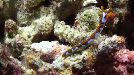 white-bump-sap-sucking-slug-foraging-on-coral-reef,-moving-left-to-right,-body-pattern-orange-and-white,-rhinophores-orange