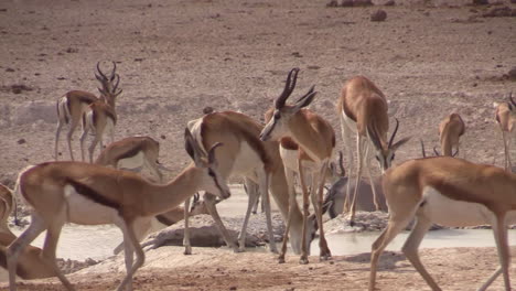 herd-of-springbok-at-waterhole-in-dry-landscape,-pan-right-to-left,-several-individuals-drinking