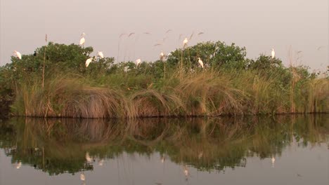 colony-of-great-egrets-and-reed-cormorants-on-a-tree-next-to-a-lake-in-Southern-Africa