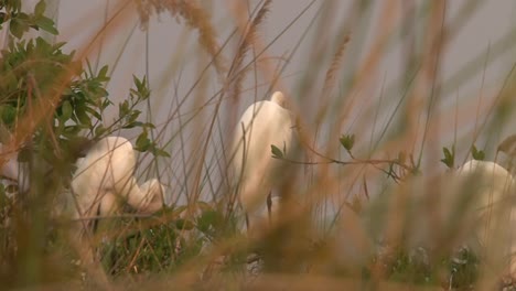 three-great-egrets-rest-on-a-tree-in-evening-light-and-clean-their-plumage,-medium-shot-with-some-reed-in-foreground