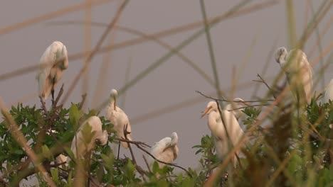 seven-great-egrets-rest-on-a-tree-in-evening-light-and-clean-their-plumage,-medium-shot-with-some-reed-in-foreground