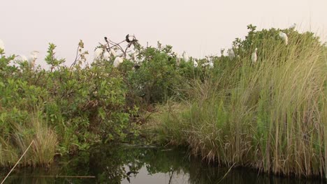 Kolonie-Von-Wasservögeln-Auf-Einem-Baum-Neben-Einem-See-Im-Südlichen-Afrika