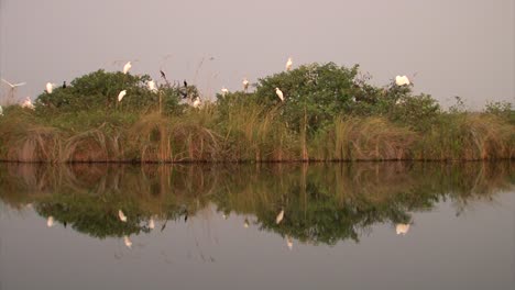 colony-of-great-egrets-and-reed-cormorants-on-a-tree-next-to-a-lake-in-Southern-Africa