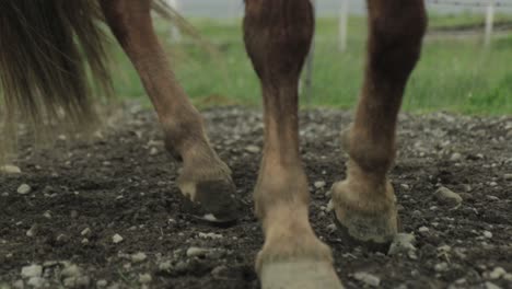 Close-up-of-horse-hooves-walking-towards-the-camera-in-Iceland