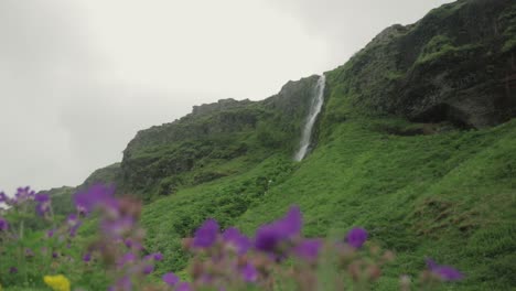 Rack-focus-from-flowers-to-waterfall-in-Iceland
