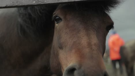 Nahaufnahme-Eines-Pferdes-Mit-Blick-Auf-Die-Kamera-Durch-Einen-Zaun-In-Island
