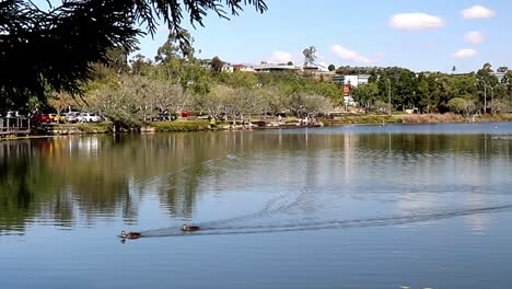 Ein-Entenpaar,-Das-In-Einem-Wunderschönen-See-In-Australien-Schwimmt