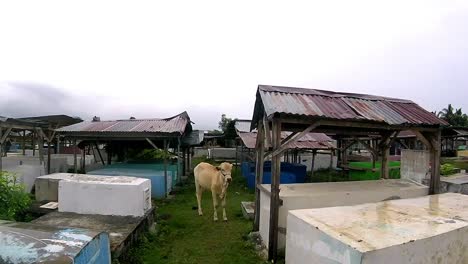 Kuh-Auf-Dem-Friedhof-Auf-Den-Philippinen