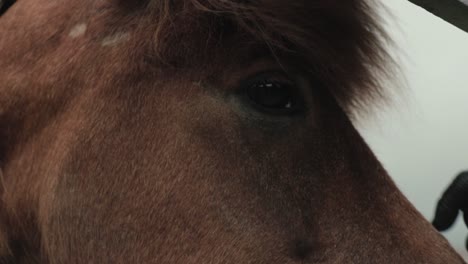 Close-up-of-horse-getting-pet-on-the-muzzle-nose-by-a-gloved-hand-in-Iceland