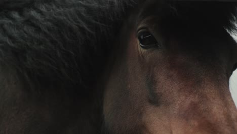 Close-up-of-horse's-eye-in-Iceland