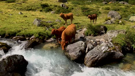 4K-slow-motion-shot-of-a-cow-herd-grazing-and-drinking-at-a-mountain-river-in-the-swiss-alps
