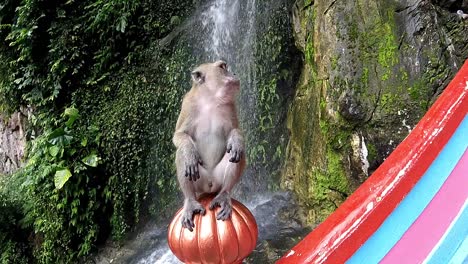 Monkey-Eating-at-Batu-Caves,-Kuala-Lumpur