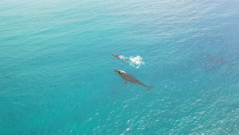 Cook-Islands---Rarotonga-Whale-Watching-3