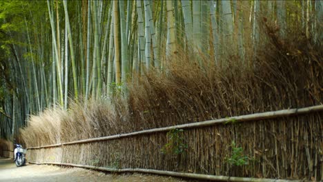 Pared-Hecha-De-Bambú-Deja-Luz-Suave-Del-Mediodía-En-Kyoto,-Japón-Cámara-Lenta-4k