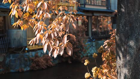 Leaves-hanging-over-a-river-inbetween-houses-in-Kyoto,-Japan-soft-lighting-slow-motion-4K