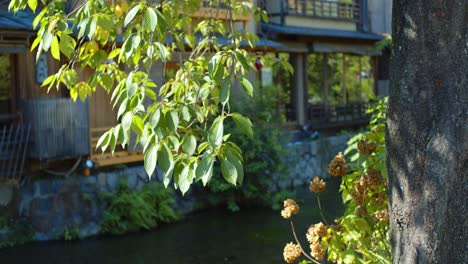 Hermosas-Hojas-Verdes-Que-Soplan-En-El-Viento-Temprano-En-La-Mañana-Con-Restaurantes-En-El-Fondo-En-Kyoto,-Japón-Iluminación-Suave-Cámara-Lenta-4k