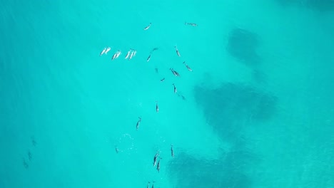 Hawaii---Observación-De-Delfines---Persiguiendo-Delfines-Con-El-Dron-Parte-1