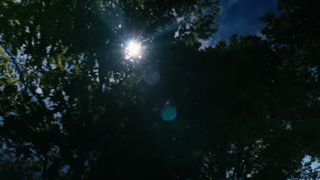 Sun-peaking-through-the-trees