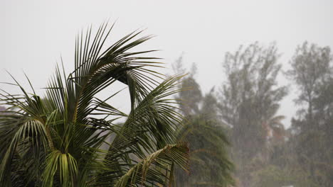 Palmen,-Die-Im-Gewitter-In-Kuba-In-4k-Durchbrennen