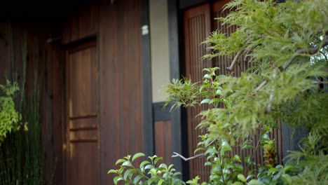 Hojas-Verdes-Frente-A-Un-Hermoso-Restaurante-Antiguo-Con-Puertas-Corredizas-En-Kyoto,-Japón-Iluminación-Suave-Cámara-Lenta-4k