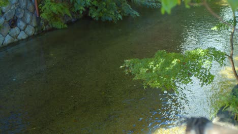 Ruhiger-Fluss,-Der-Früh-Am-Morgen-In-Kyoto,-Japan-Fließt,-Sanfte-Beleuchtung,-Zeitlupe-4k