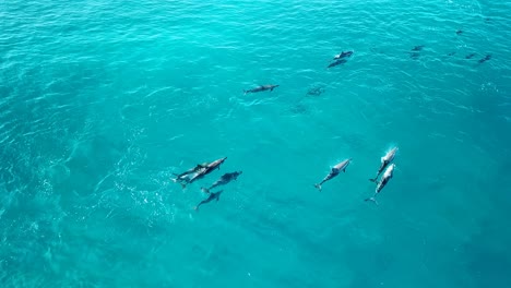 Hawaii---Delphin-Beobachten---Delfine-Jagen-Mit-Der-Drohne-Teil-4