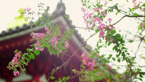 Slide-shot-of-beautiful-flowers-on-a-branch-with-a-temple-in-the-background-in-Kyoto,-Japan-4K-slow-motion