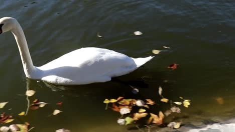 White-lone-swan-swimming-in-a-lake