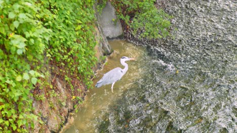 Slide-shot-of-a-bird-bathing-in-the-river-in-Kyoto,-Japan-4K-slow-motion