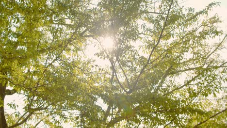 Dia-Aufnahme-Von-Sonnenlicht,-Das-Durch-Blätter-In-Einem-Japanischen-Garten-In-Kyoto,-Japan,-4k-Zeitlupe-Bricht