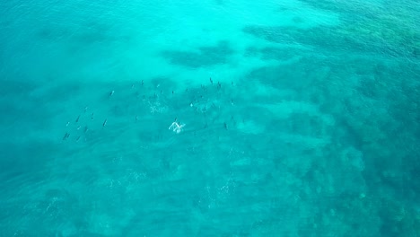 Hawaii---Delphin-Beobachten---Delfine-Jagen-Mit-Der-Drohne-Teil-3