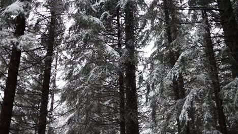 Schnee,-Der-In-Zeitlupe-In-Einem-Wald-Vom-Himmel-Fällt