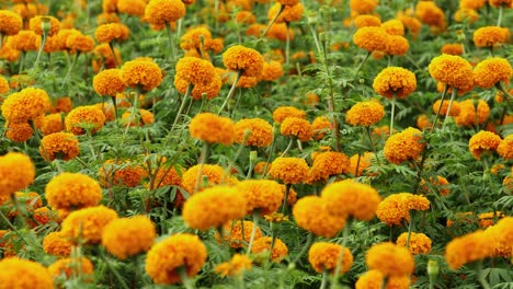 Close-up-shot-of-a-marigold-field