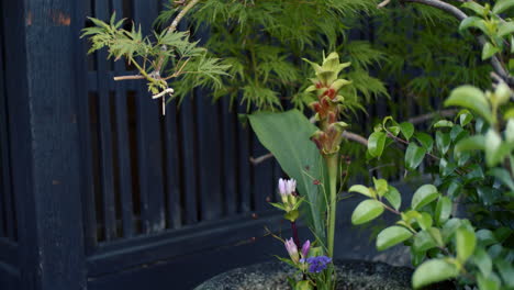 Hermosas-Plantas-Verdes-Que-Crecen-En-Un-Jarrón-De-Piedra-Sentado-Fuera-De-Un-Templo-En-Kyoto,-Japón-Iluminación-Suave