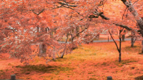 Beautiful-orange-garden-in-the-autumn-season-in-Kyoto,-Japan-soft-lighting