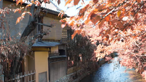 Beautiful-orange-leaves-in-the-autumn-season-over-a-river-in-Kyoto,-Japan-soft-lighting