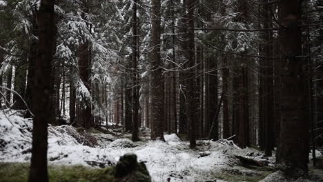 Snowing-in-a-forest-in-slowmotion-at-winter
