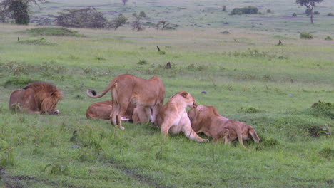 African-lion-sister-cleaning-nippels-from-one-because-she-gave-birth,-cubs-still-in-hiding,-Masai-Mara,-Kenya