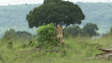 Lion-female-scanning-the-area-for-potential-prey-while-sitting-on-a-small-hil-behind-a-shrub,-Masai-Mara,-Kenya